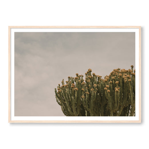 Prickly Pear