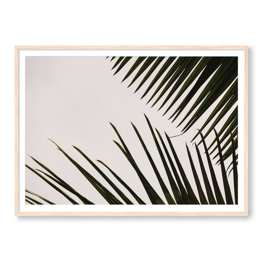 Tropical Foliage