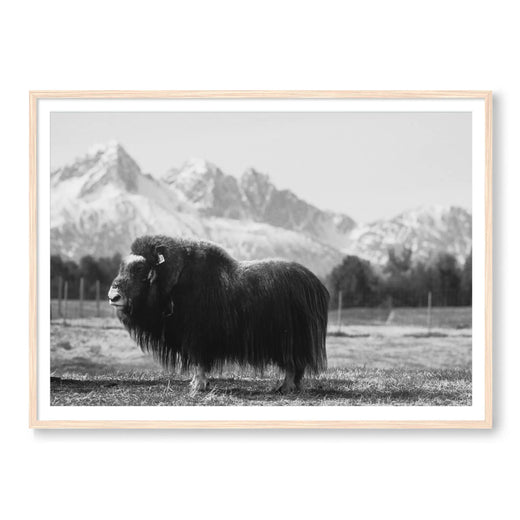 Buffalo Bill