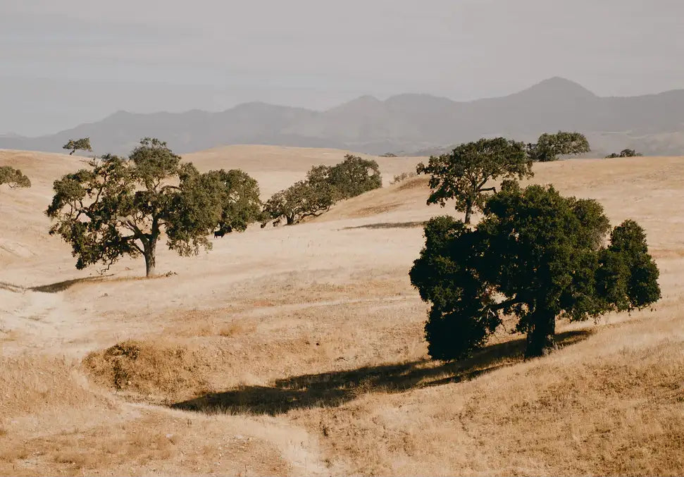 SANTA YNEZ - In Real Life