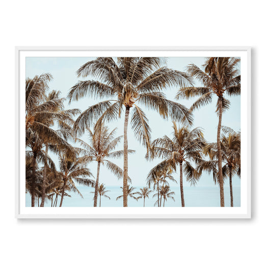 Hawaiian Palms