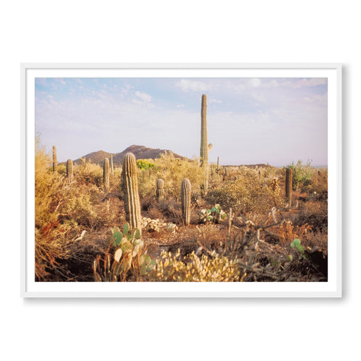 In The Desert