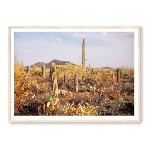 In The Desert