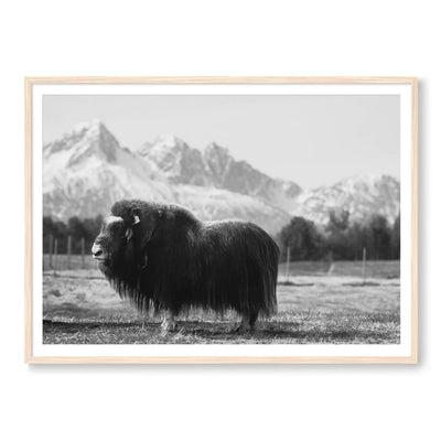 Buffalo Bill