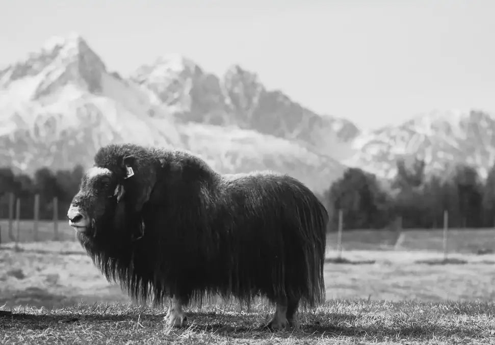 Buffalo Bill - In Real Life