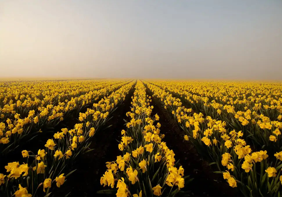 Flower Power - In Real Life