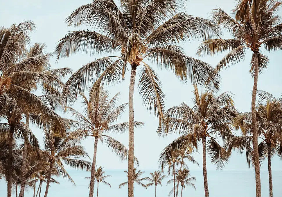 Hawaiian Palms - In Real Life