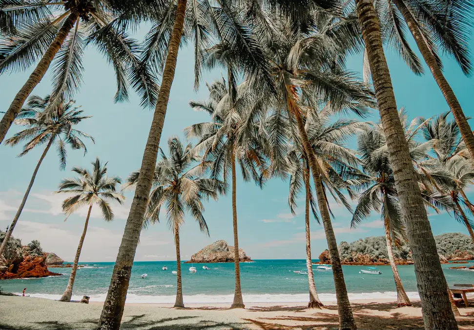 Palms in Careyes - In Real Life