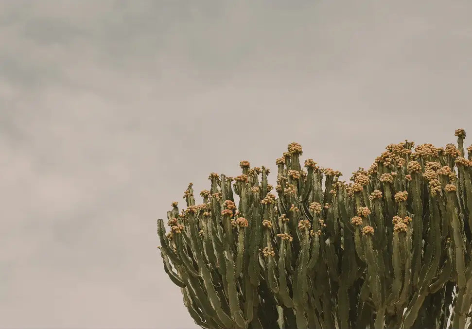 Prickly Pear - In Real Life