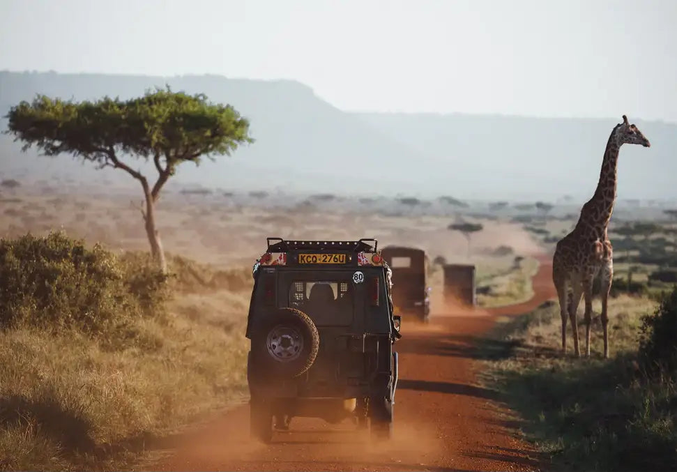 THE SAFARI - In Real Life