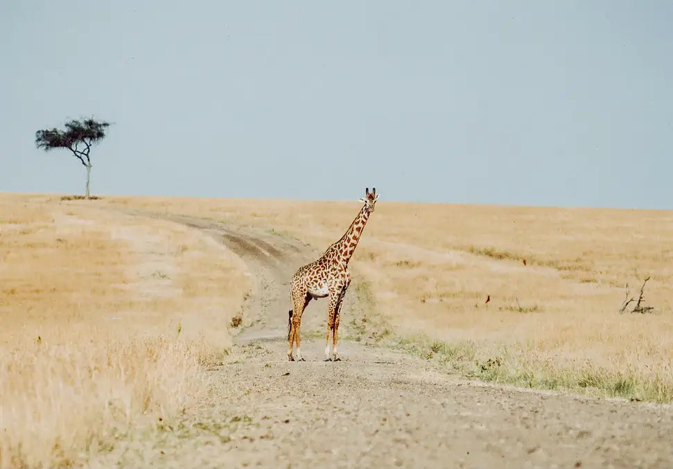 Why Did The Giraffe Cross The Road - In Real Life