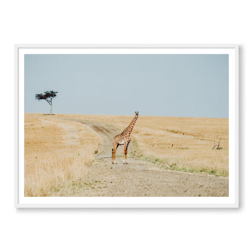 Why Did The Giraffe Cross The Road